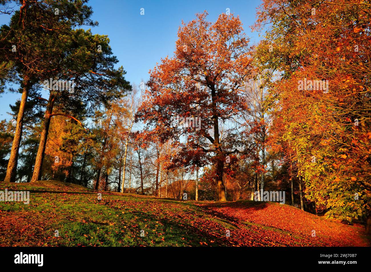 Die Bäume im Park leuchten in kräftigen Farben des Herbstes, gefallene Blätter auf dem Boden an einem schönen Morgen Mitte Oktober. Finnland. 2021. Stockfoto