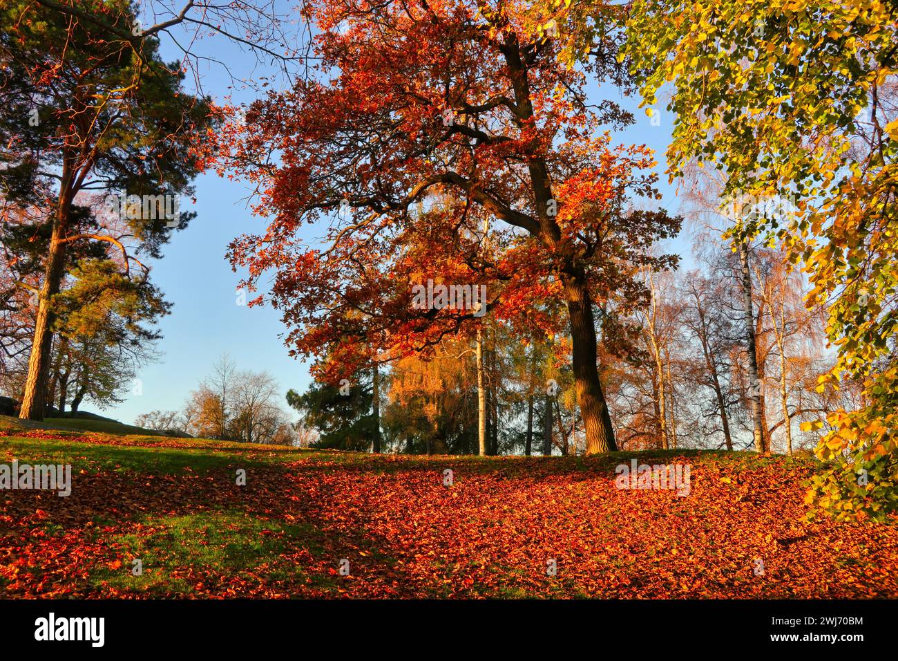 Die Bäume im Park leuchten in kräftigen Farben des Herbstes, gefallene Blätter auf dem Boden an einem schönen Morgen Mitte Oktober. Finnland. 2021. Stockfoto