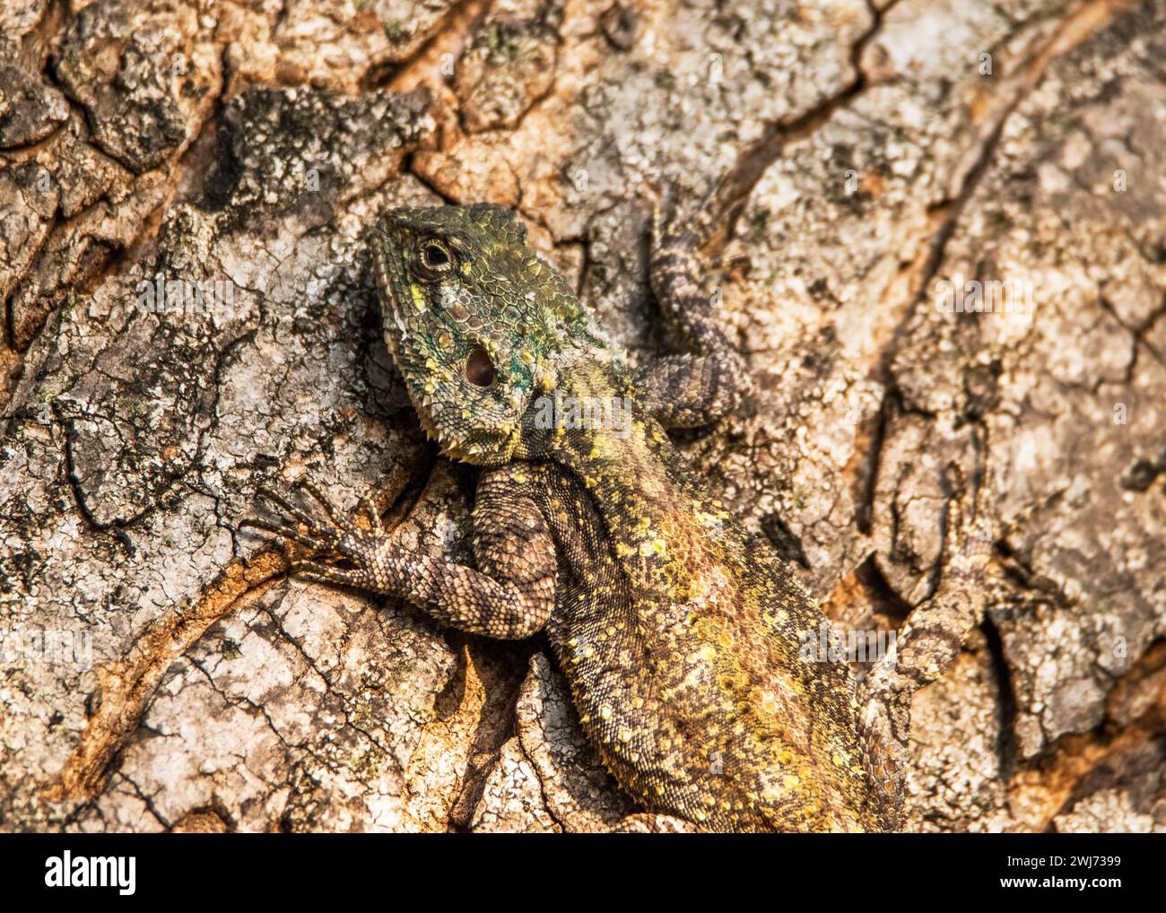 Agama Kruger Nationalpark Stockfoto