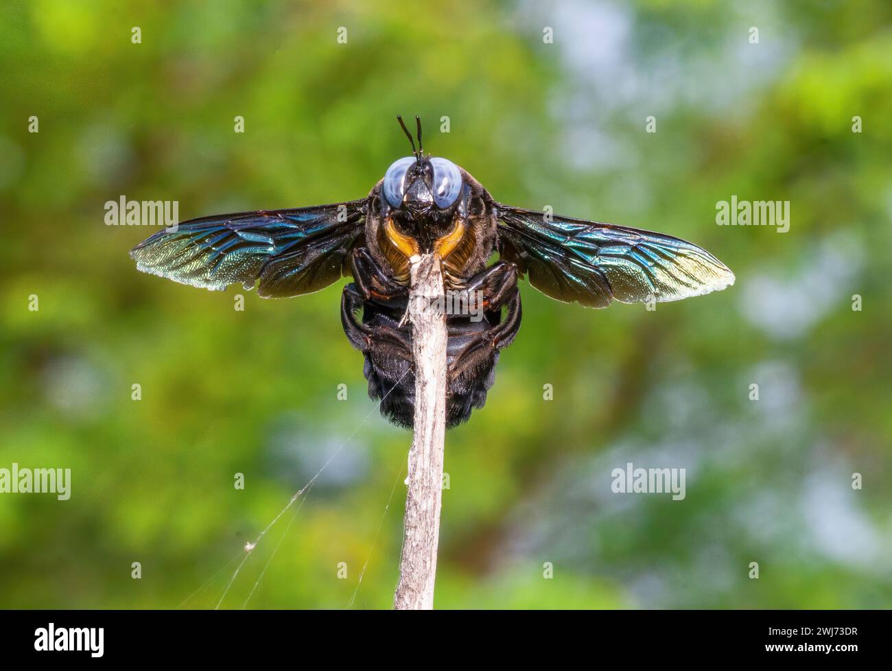 Eine Nahaufnahme einer schwarzen Zimmermannsbiene (Gattung xylocopa). Stockfoto