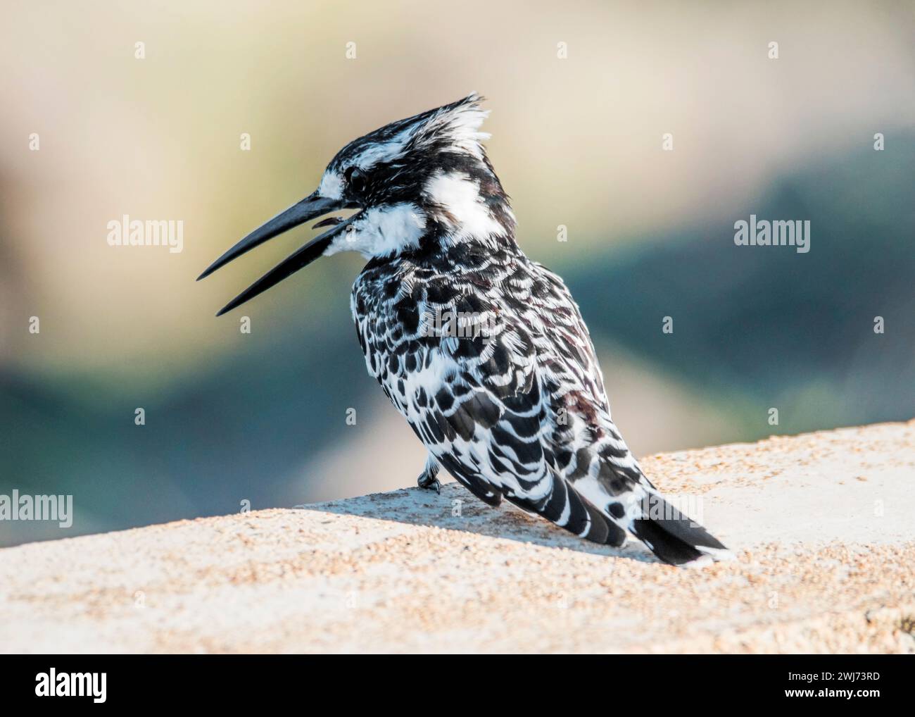 Pied Kingfisher Kruger National Park Stockfoto