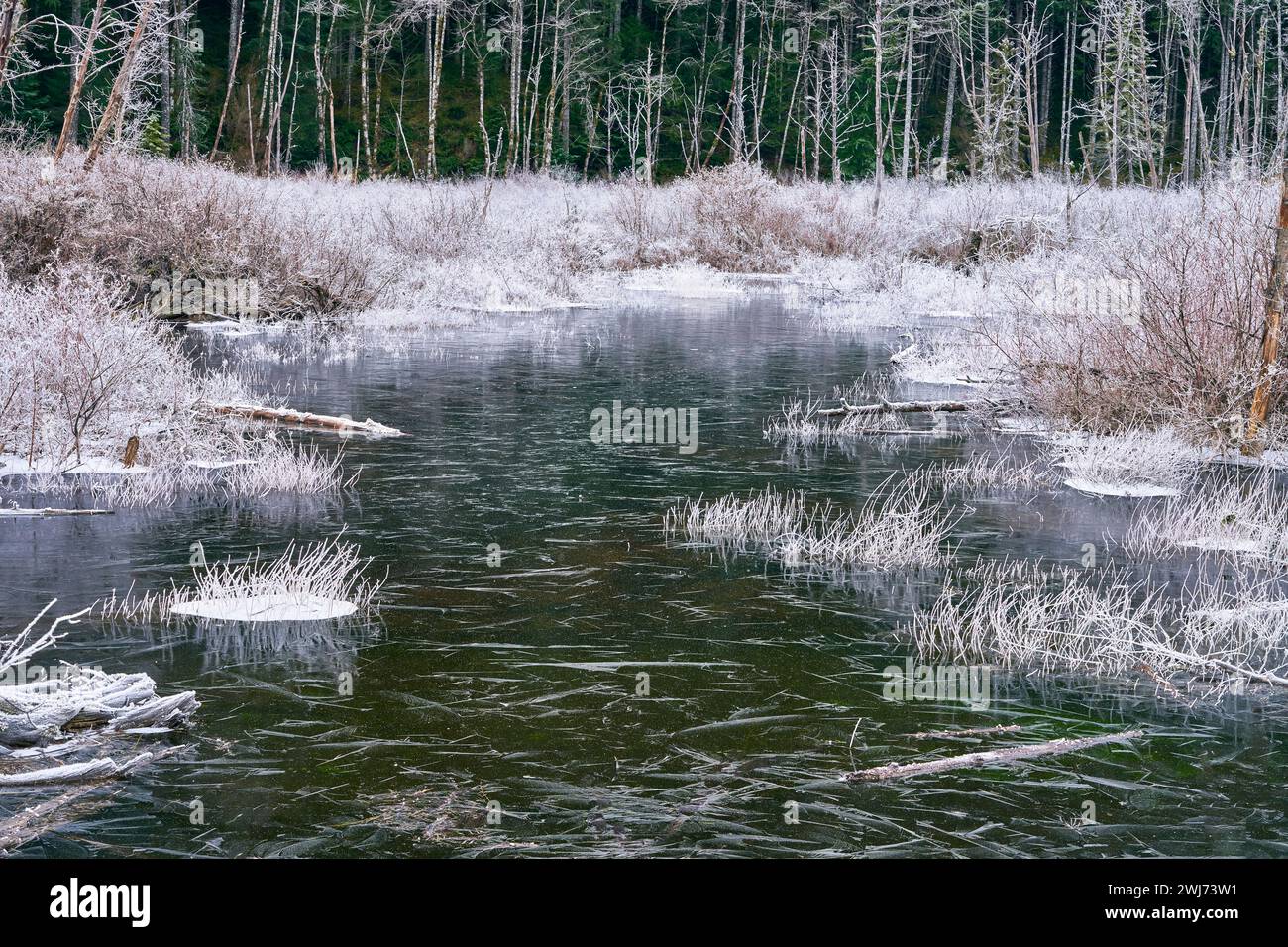 Ein gefrorener Bach, der durch schneebedeckte Gräser in Richtung dunkelgrüner Bäume verläuft. Stockfoto