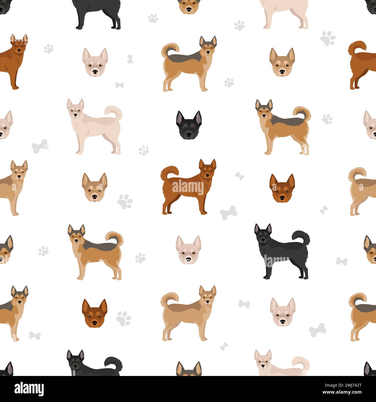 Norwegisches nahtloses Lundehund-Muster. Alle Fellfarben eingestellt; Infografik zu den Merkmalen aller Hunderassen. Vektorabbildung Stock Vektor