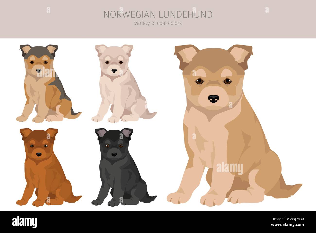 Norwegisches Lundehund-Welpen-Clipart. Alle Fellfarben eingestellt; Infografik zu den Merkmalen aller Hunderassen. Vektorabbildung Stock Vektor