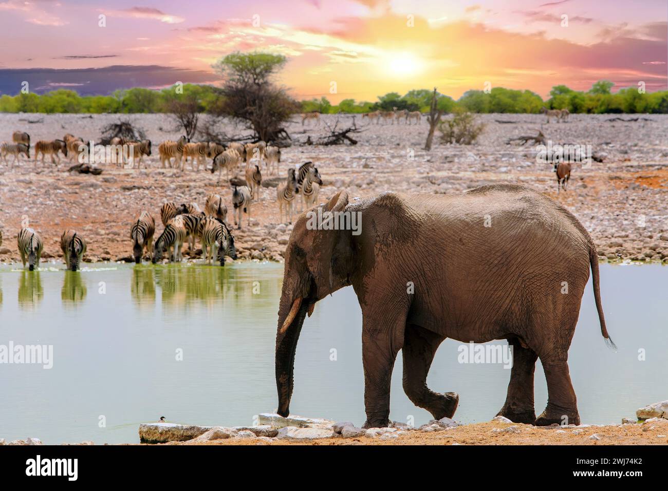Afrikanischer Elefant, der neben einem Wasserloch spaziert, während eine große Herde von Plains Zebras auf der gegenüberliegenden Seite trinkt, mit einem schönen Sonnenuntergangshimmel Stockfoto