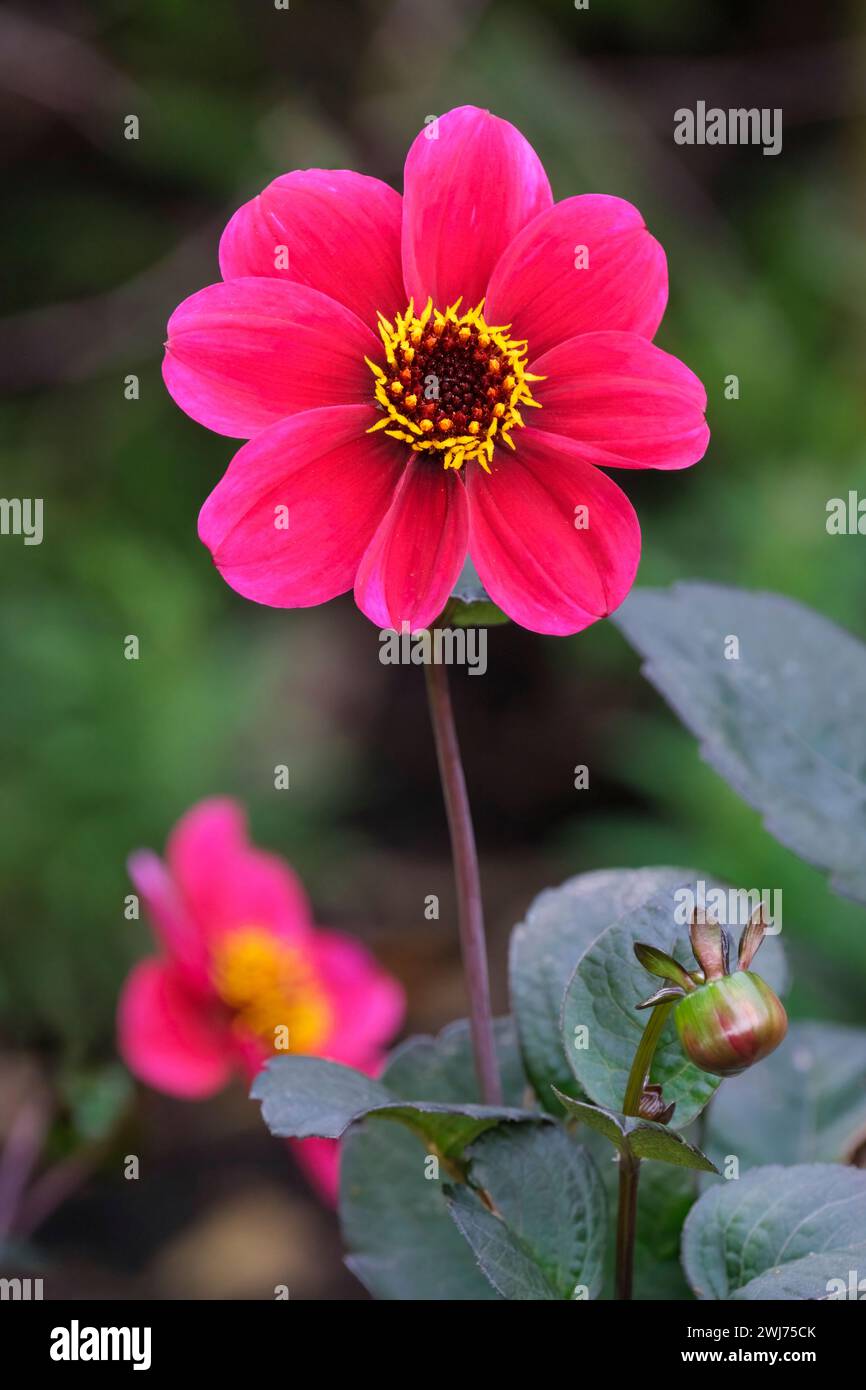 Dahlia Roxy, kompakte Dahlien, tiefmagentarote Einzelblüten Stockfoto
