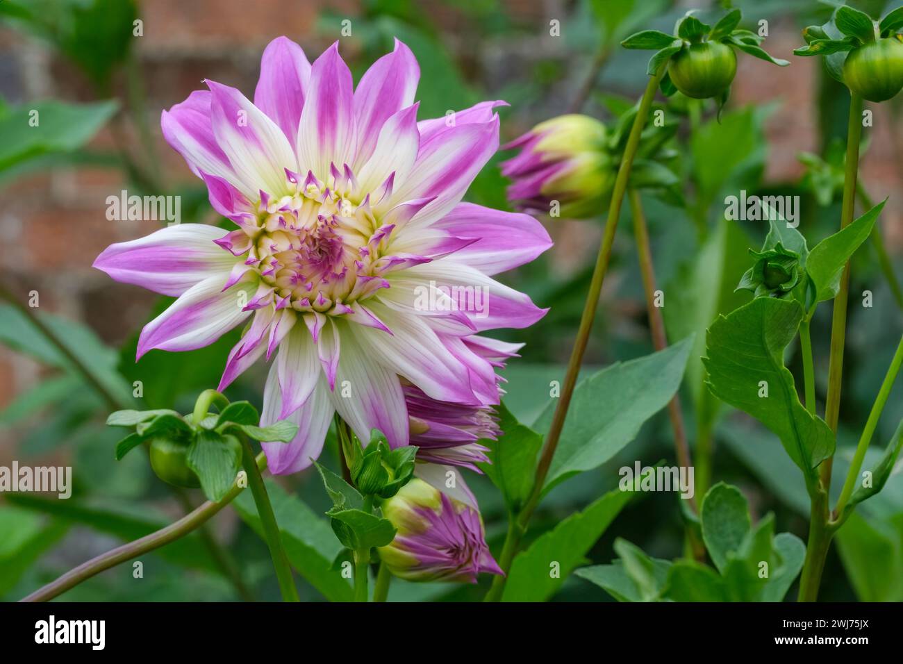 Dahlia Ferncliff Illusion. Dekorativer Esstisch, doppelte weiße Blüten, Spitzen in rosa Blütenblättern in Rot Stockfoto