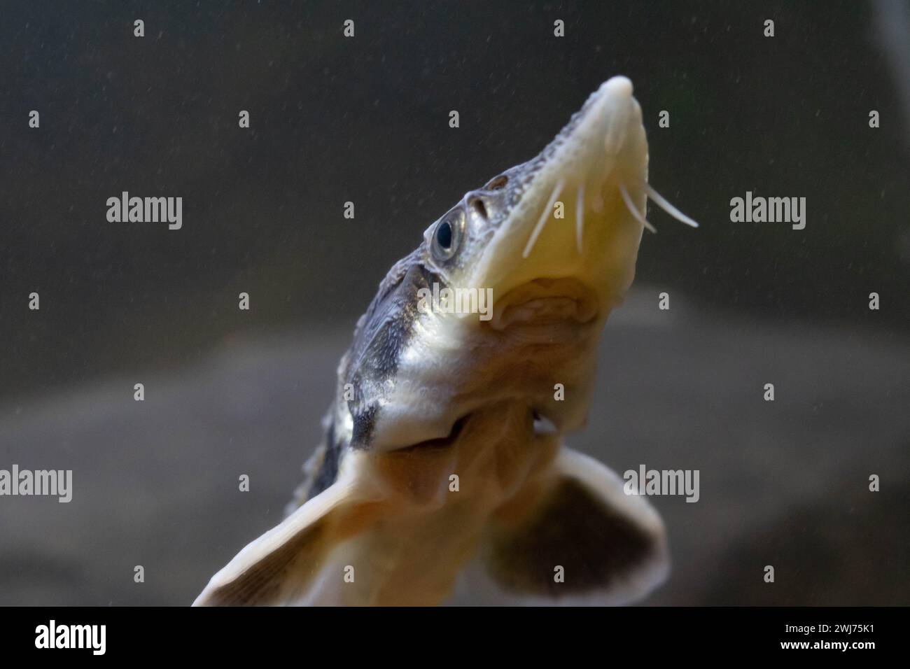 Diamantsturgeon - Acipenser Guldenstaedti Stockfoto