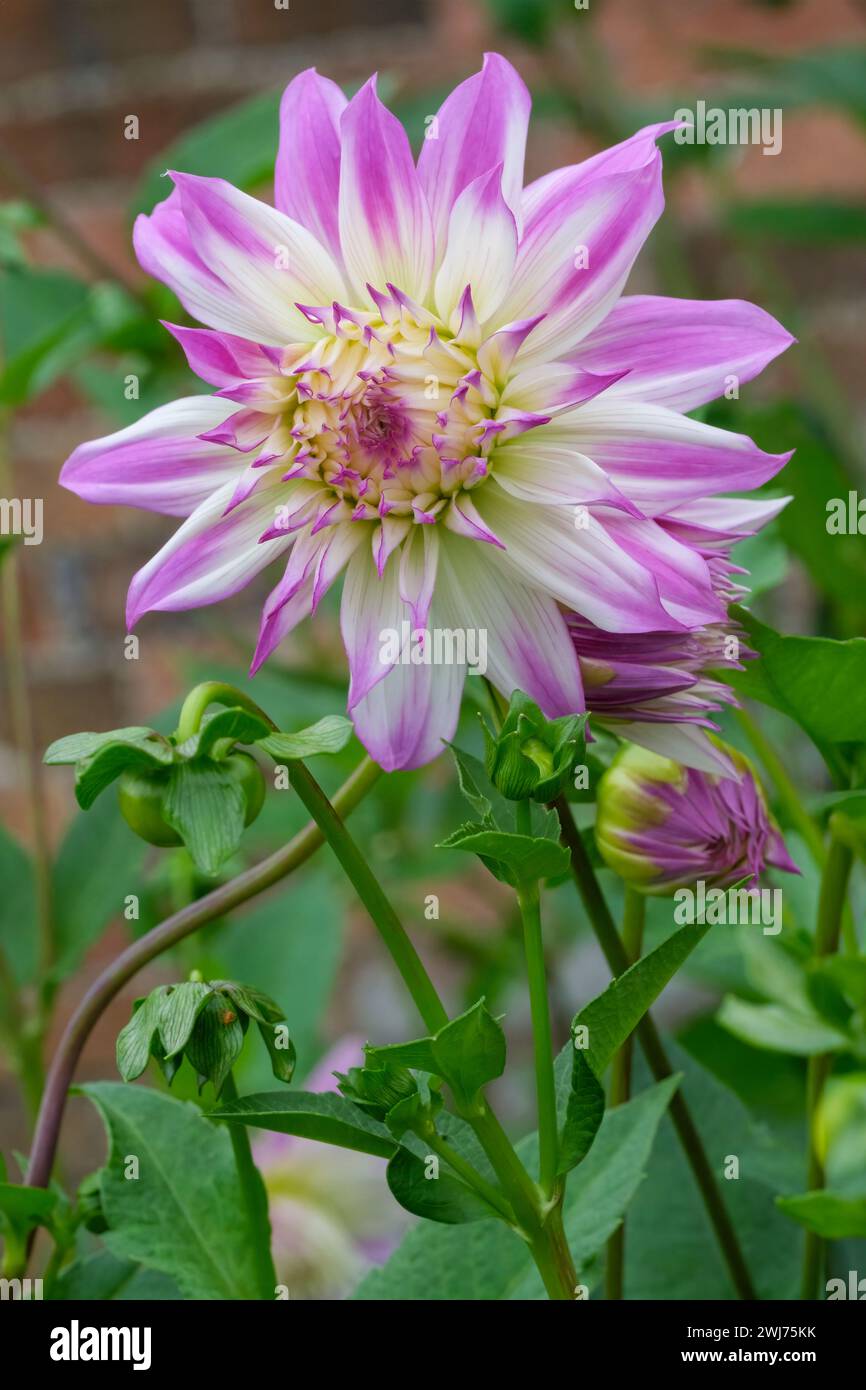 Dahlia Ferncliff Illusion. Dekorativer Esstisch, doppelte weiße Blüten, Spitzen in rosa Blütenblättern in Rot Stockfoto