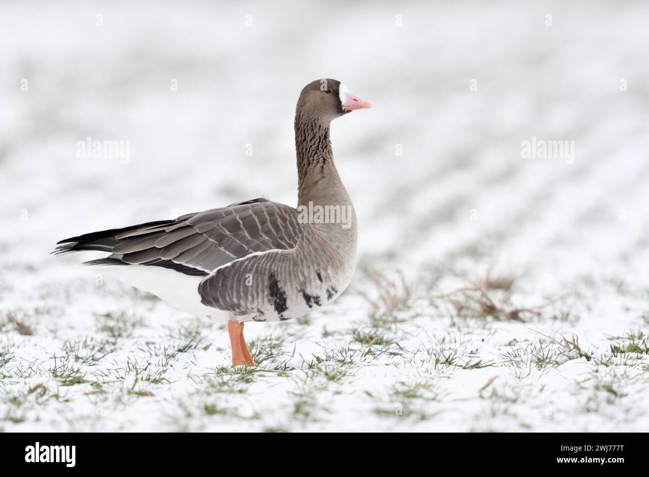 Greater White-fronted Goose ( Anser albifrons), arktischer Wintergast, auf schneebedecktem Ackerland, aufmerksam beobachten, Tierwelt, Europa. Stockfoto