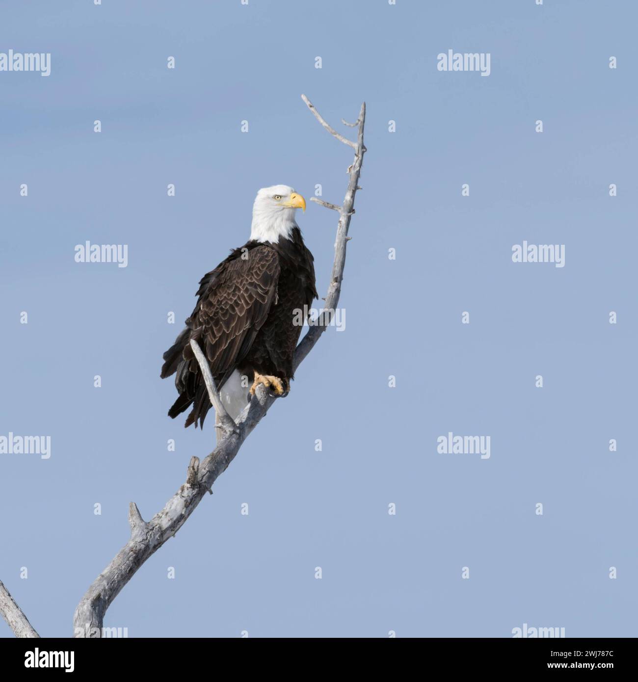 Weißkopfseeadler Haliaeetus leucocephalus , Altvogel, Wappenvogel der USA, sitzt bei schönstem Wetter hoch oben in einer Pappel, Wild, Yellowstone Valley, Montana, USA. *** Weißkopfadler Haliaeetus leucocephalus, hoch in einem Baumstamm, Detailaufnahme, Yellowstone Valley, Montana, USA. Wyoming Nordamerika, Vereinigte Staaten von Amerika Stockfoto