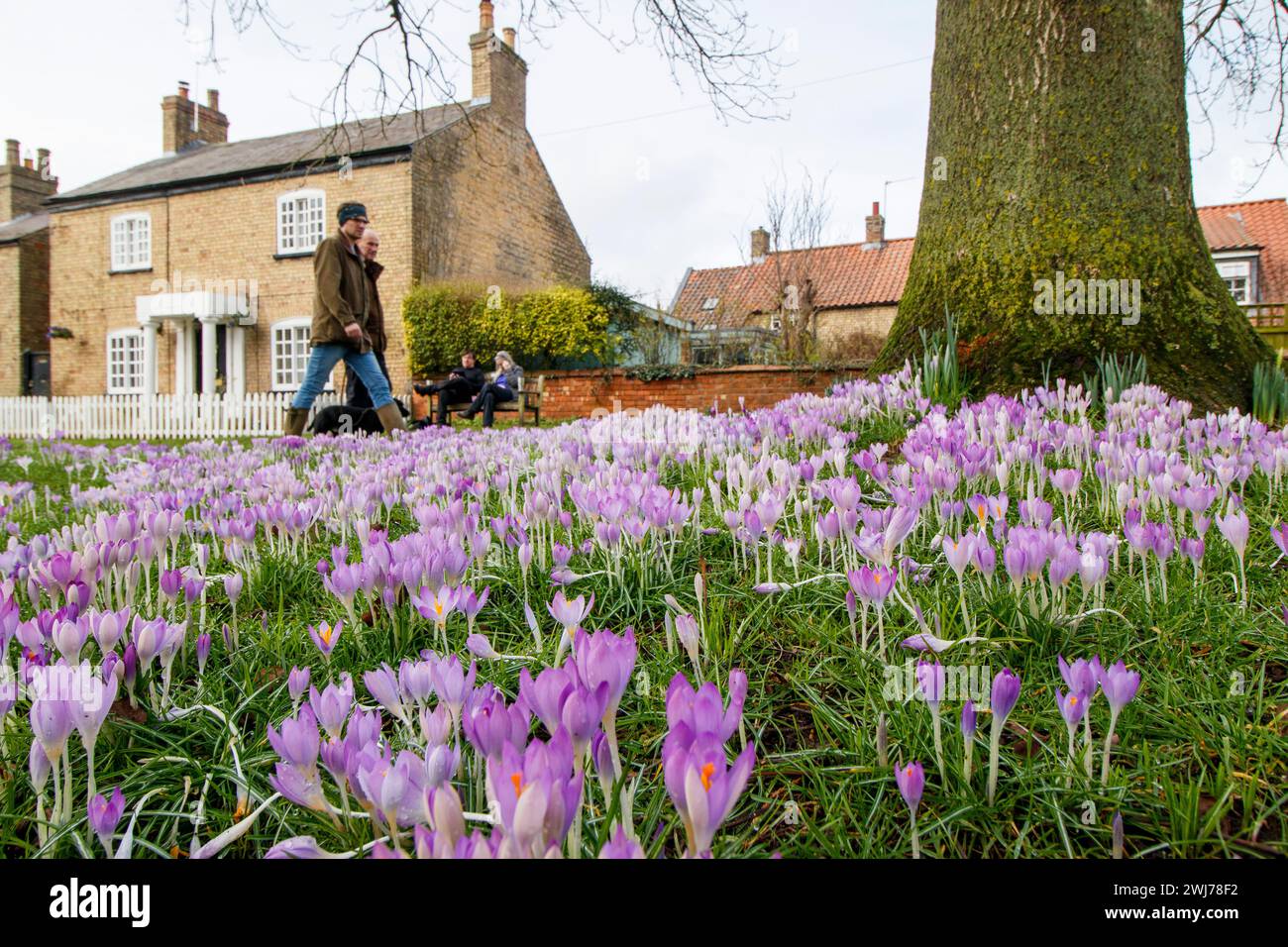 Das Dorf Green im Zentrum des malerischen Dorfes Nettleham, Lincolnshire. Aufgrund des Wetters waren die Einheimischen überrascht, wie die Blumenpracht Anfang Februar zum Leben erwachte. Stockfoto