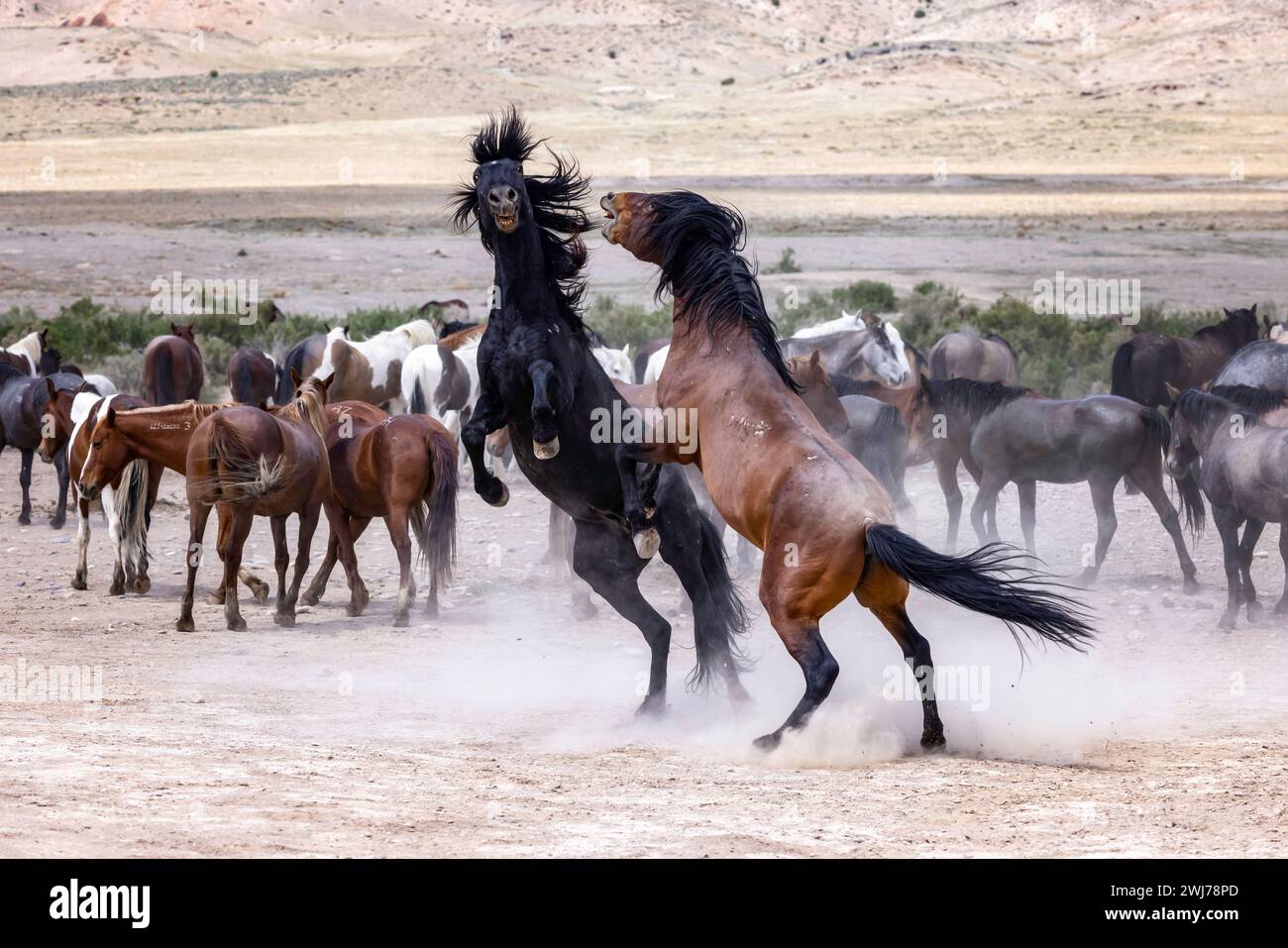 Die Wildpferdeherde des Onaqui Mountain hat eine leichte bis mittelschwere Struktur und ist in Farben wie Sauerampfer, roan, Buchleder, Schwarz, Palomino, und grau. Stockfoto