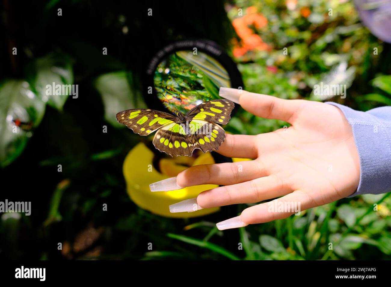 Nahaufnahme einer Person, die sanft einen Schmetterling in ihrer offenen Palme hüllt Stockfoto