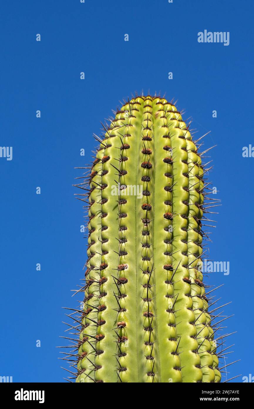 Hohe Kaktuspflanze mit großen Stacheln, isoliert gegen einen tiefblauen Himmel Stockfoto