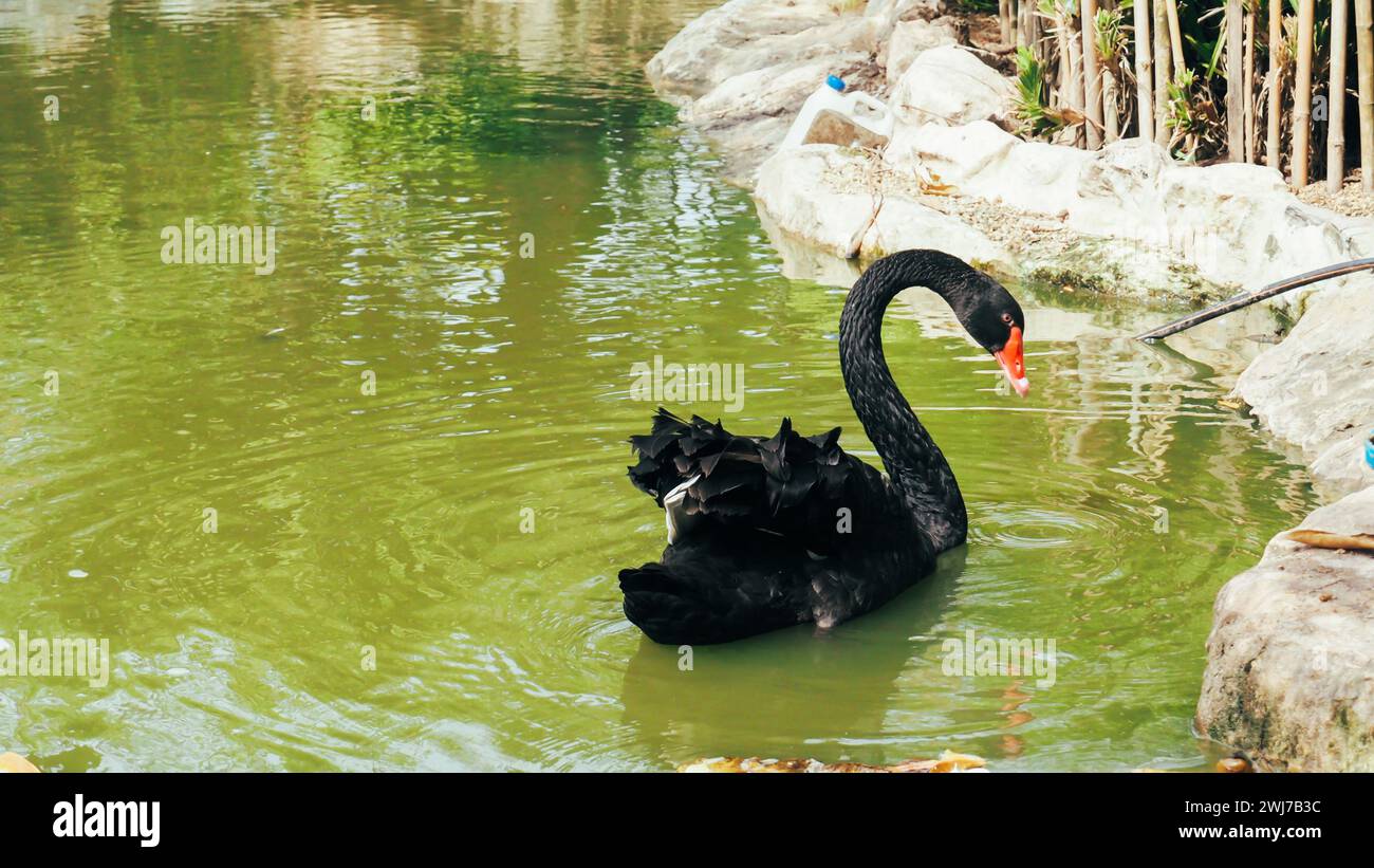 Schwarzer Schwan (Cygnus atratus) schwimmt auf dem See. Anmutiger schwarzer Schwan mit langem, geschwungenem Hals. Stockfoto