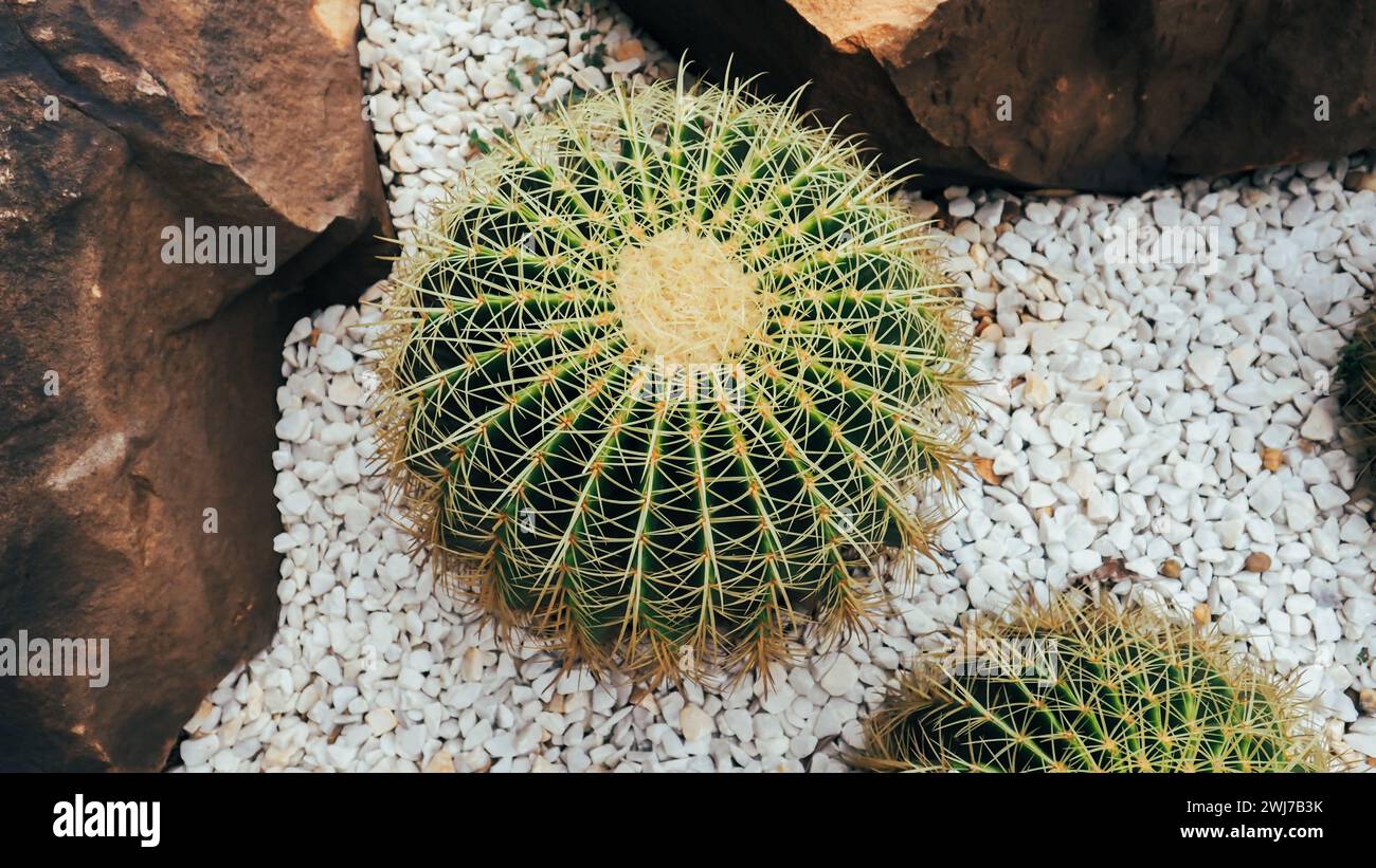 Der wunderschöne Kakteen ist ein spirituelles Erbe, das den Erben zur Pflege übergeben wird. Goldener Fasskaktus, Echinocactus grusonii, Botanischer Garten Stockfoto