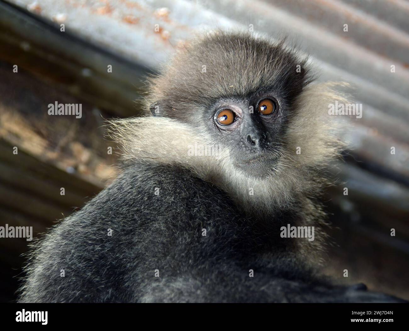 Lila-gesäumte Langur, Weißbartlangur, Semnopithèque blanchâtre, Trachypithecus vetulus, Semnopithecus vetulus, bíborarcú langur, Srí Lanka, Asien Stockfoto