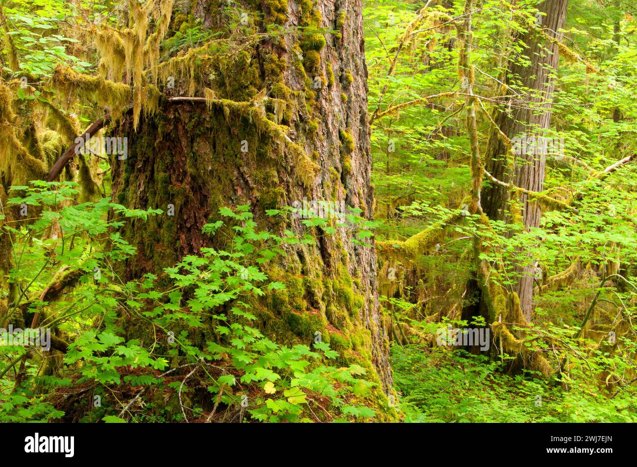 Wald entlang Humbug Wohnungen Trail, West Kaskaden Scenic Byway, Willamette National Forest, Oregon Stockfoto