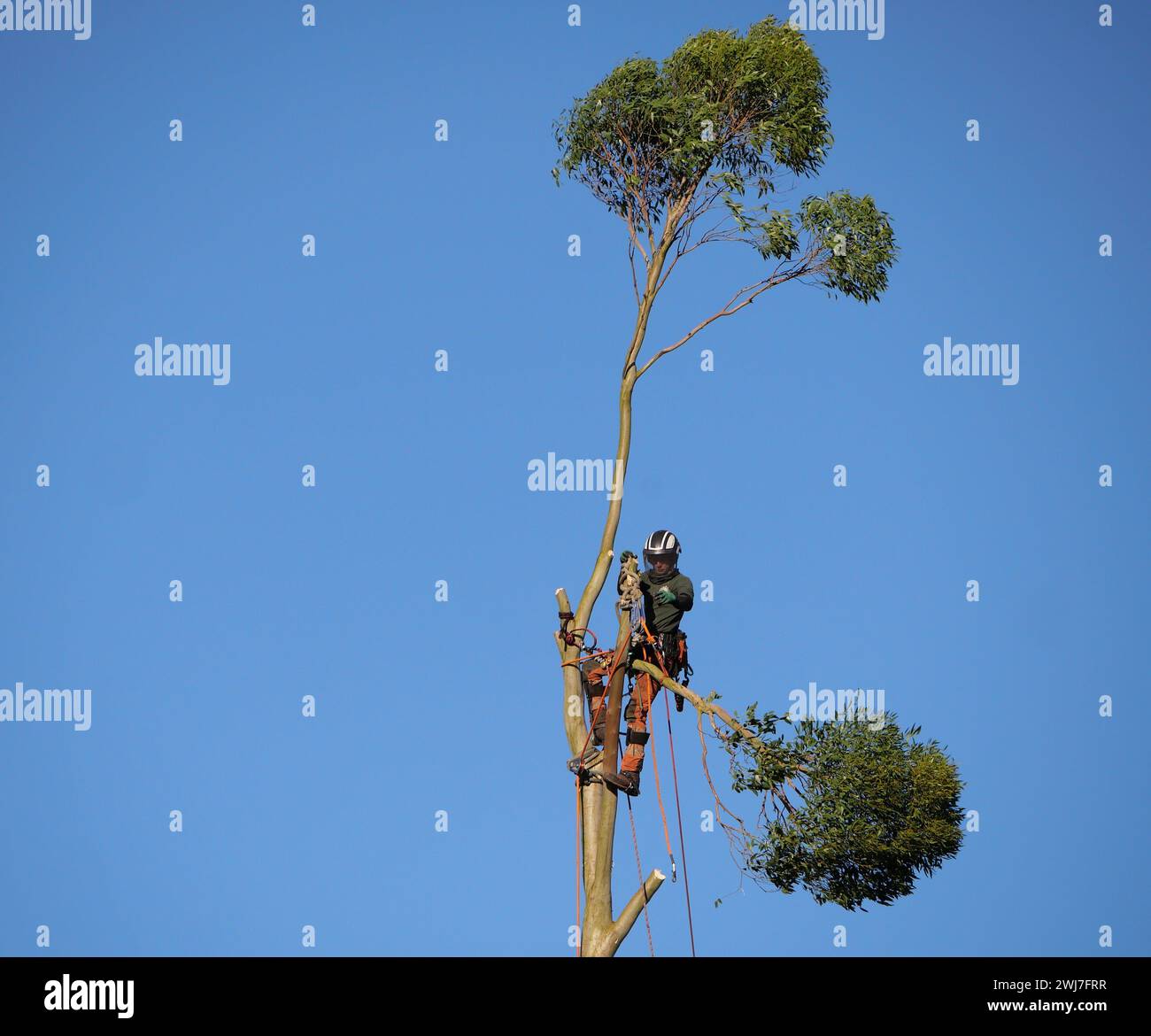 Baumchirurg in Gurtzeug und Sicherheitseinrichtungen, die in der Höhe arbeiten, einen Baum mit einer Kettensäge Fällen. UK Stockfoto
