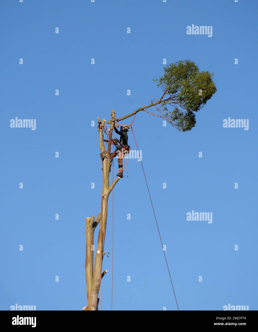 Baumchirurg in Gurtzeug und Sicherheitseinrichtungen, die in der Höhe arbeiten, einen Baum mit einer Kettensäge Fällen. UK Stockfoto