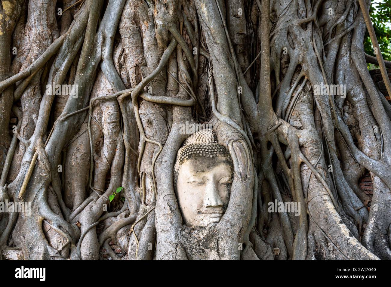Buddha Kopf in Baumwurzeln in Sukhothai, Thailand Stockfoto
