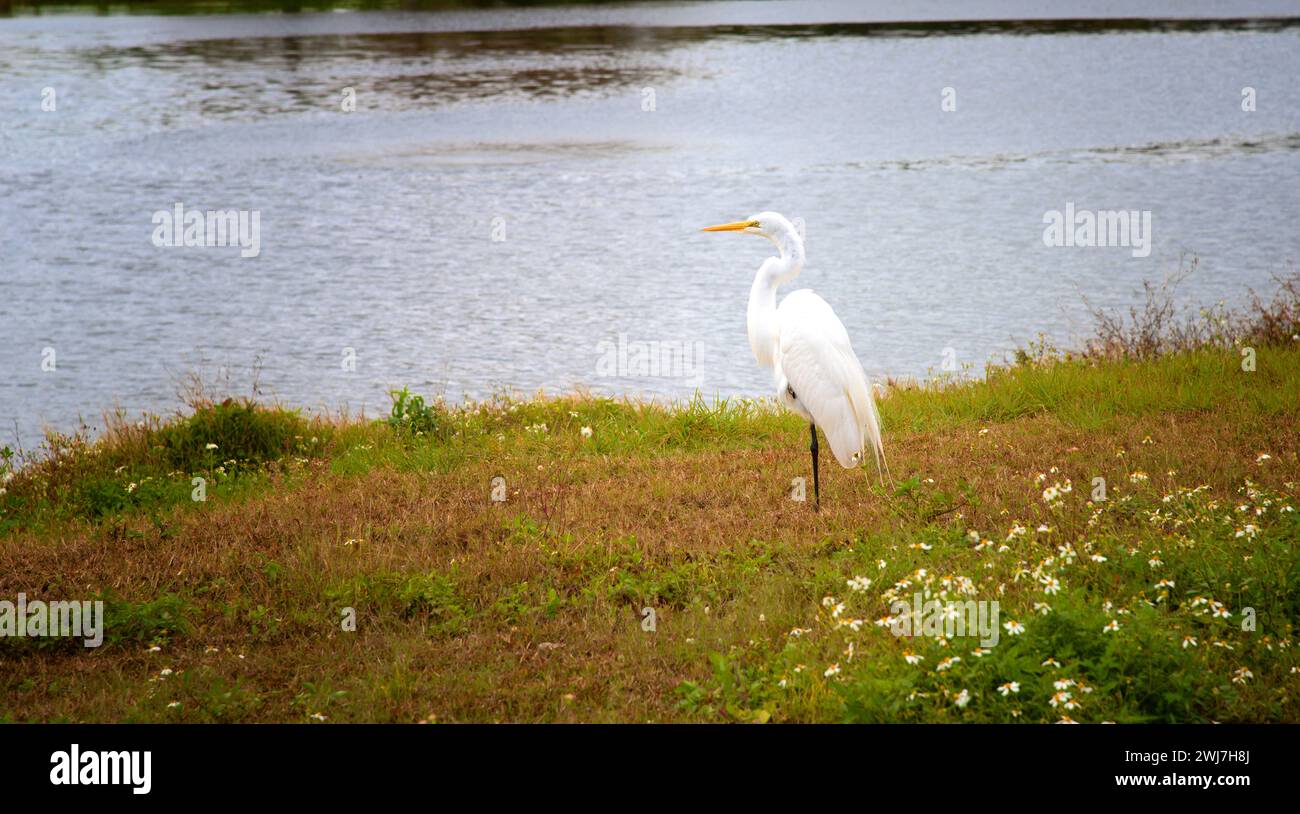 Großer weißer Egret Vogel, der am Ufer des Wasserwegs in natürlicher Umgebung in Florida ruht Stockfoto