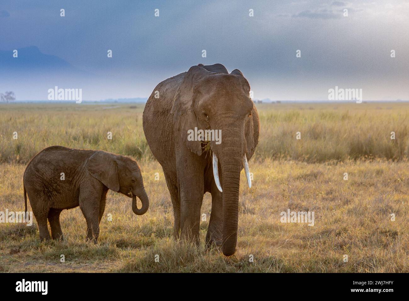 Elefant mit Kalb im Amboseli-Nationalpark, Kenia Stockfoto