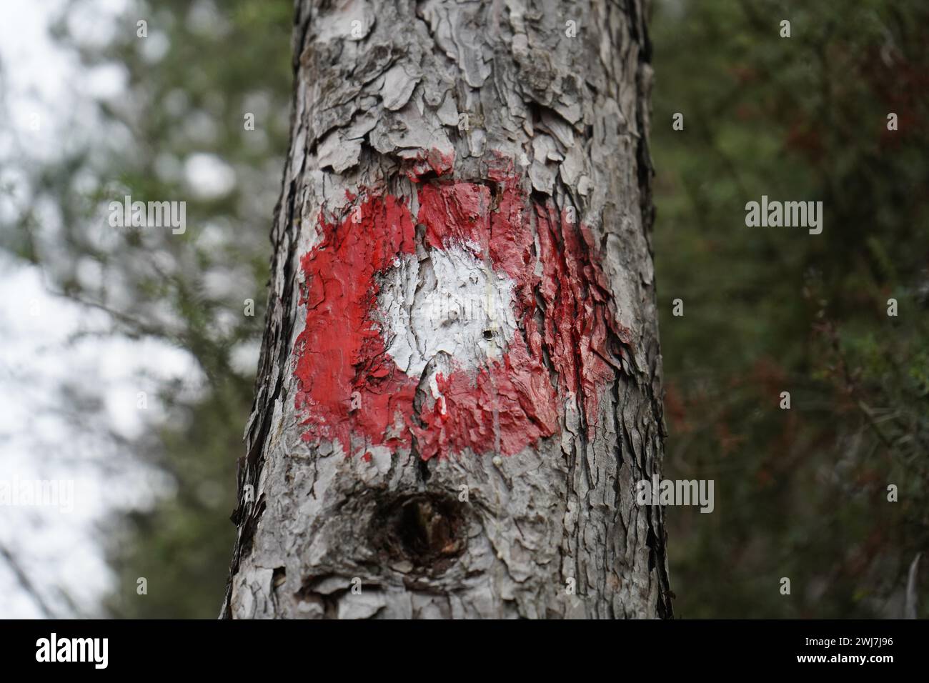 Schild, Wanderschild, Red Dot Wanderschild auf einem Baum. Roter Kreis mit weißem Punkt. Richtungsschild für Wanderweg. Stockfoto