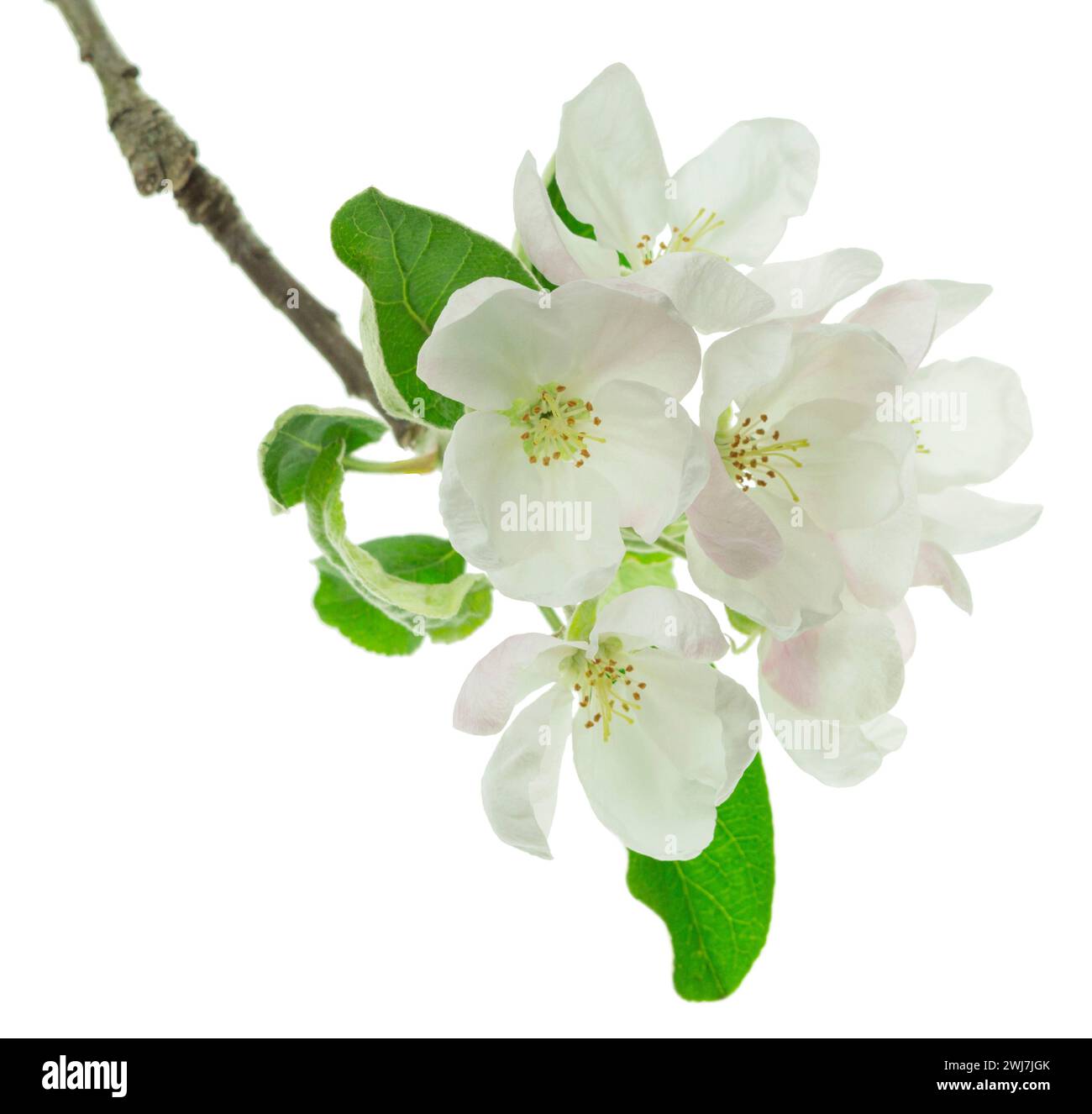 Zweigblütenapfel. Wunderschöne Natur. Blühender Apfelbaum. apfelbaumblüten aus der Nähe. Pflanzenpollen. Blütezeit. Allergie. Isoliert. Stockfoto