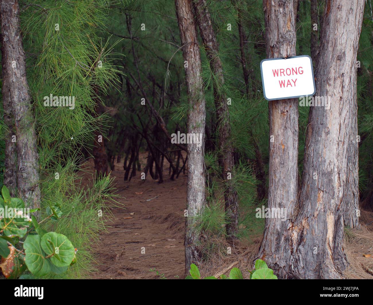 Schild mit falschem Weg an einer Kiefer auf einem Mountainbike-Trail (Oleta River State Park, Miami, Florida, USA). Stockfoto