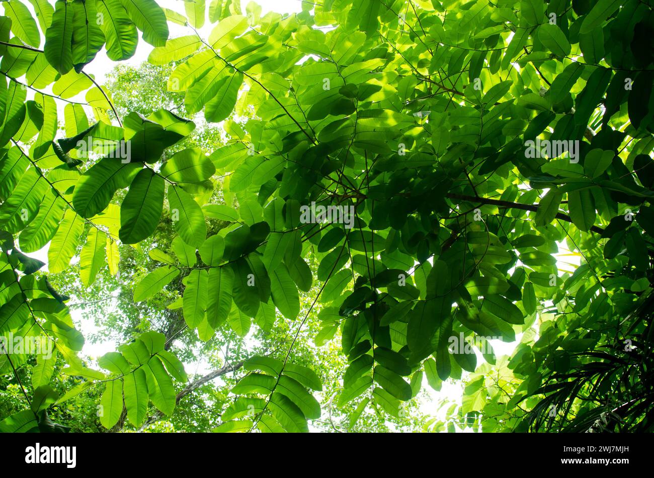 Blätter von Castilla elastica, allgemein bekannt als Panama-Gummibaum oder Gummifeige Stockfoto