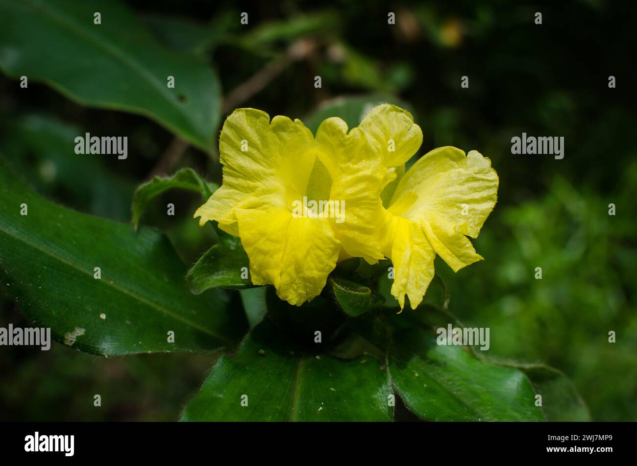 Costus villosissimus, auch bekannt als Samtkostus oder Haariger SpiralIngwer, wird für seine medizinischen Eigenschaften in traditionellen medizinischen Systemen geschätzt. Stockfoto