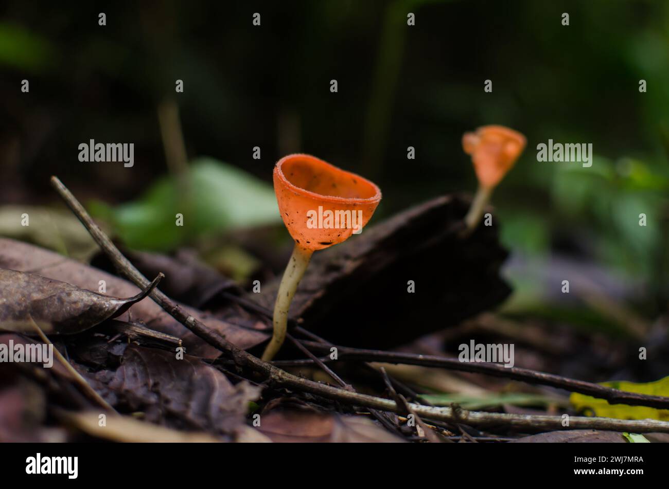 Cookeina speciosa, eine Pilzart, die sich durch ihre becherförmigen Fruchtkörper auszeichnet, die klein bis groß sein können. Stockfoto