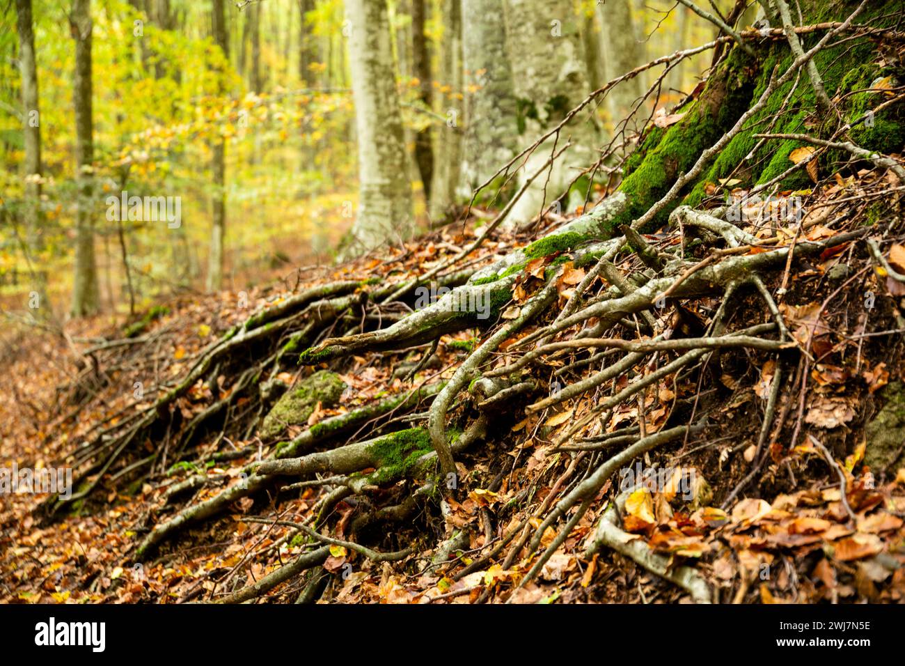 Selektiver Fokus auf eine ausgedehnte Buchenwurzel, zwischen den gefallenen trockenen Blättern und mit dem Hintergrund von Baumstämmen, Monte Amiata, Toskana, Italien Stockfoto