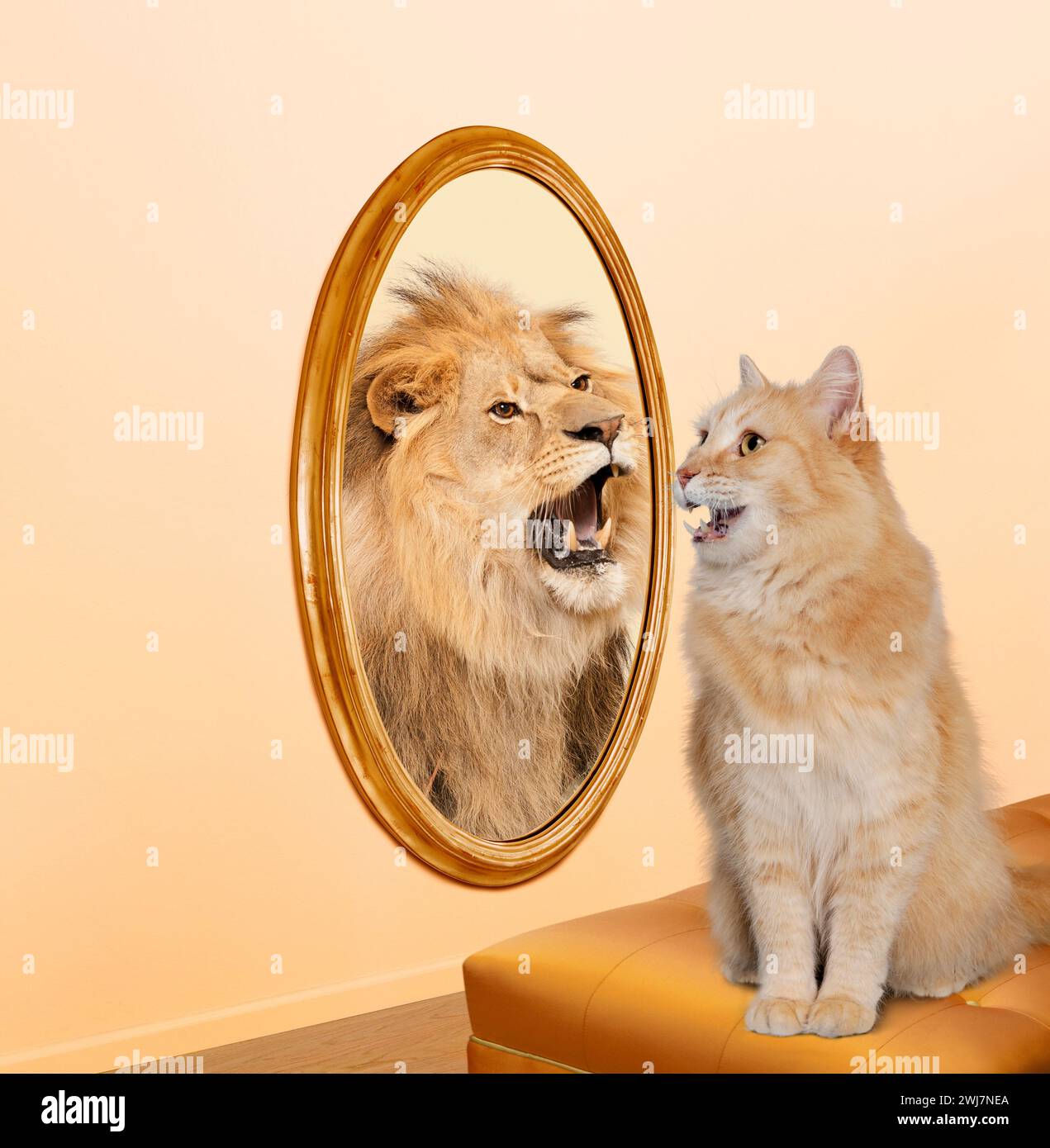 Eine Tabbykatze schaut in den Spiegel und sieht sein Spiegelbild als Löwe in einem Bild von Selbstvertrauen, Selbstwertgefühl und persönlichem Wachstum. Stockfoto