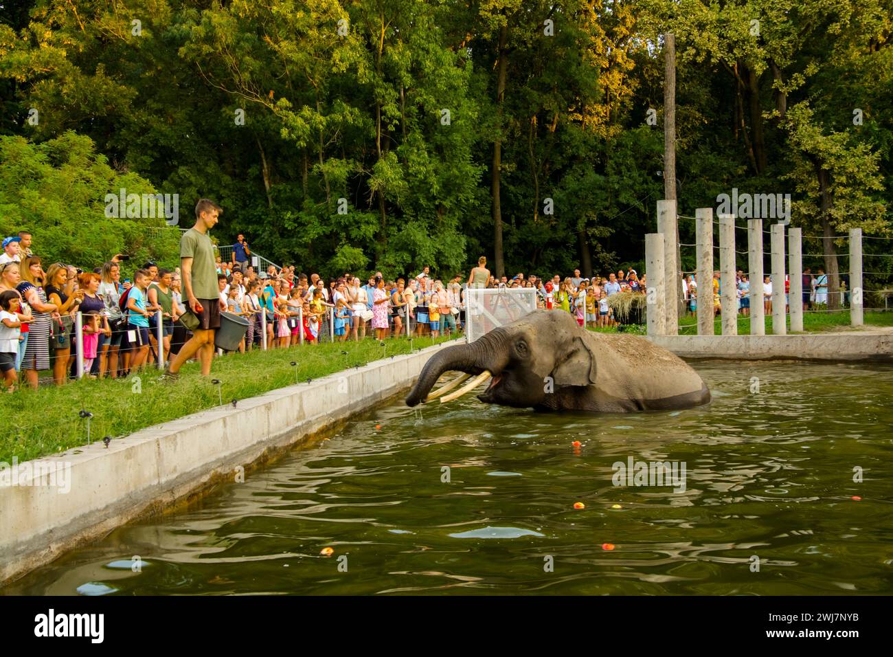 SZEGED, UNGARN - 25. AUGUST. 2023: Asiatische Elefantenfütterung in der Nacht der Zoos im Zoo von Szeged Stockfoto