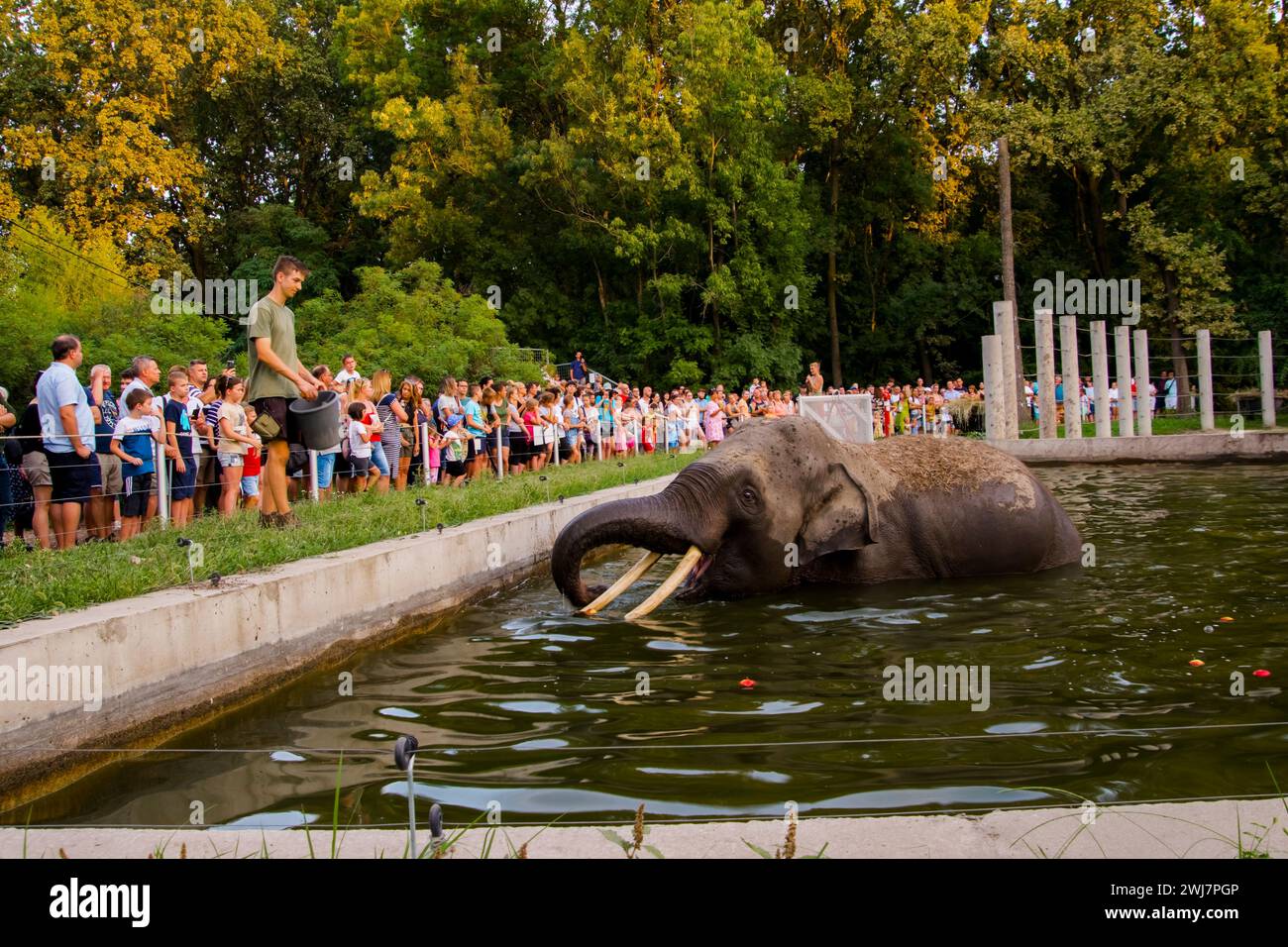 SZEGED, UNGARN - 25. AUGUST. 2023: Asiatische Elefantenfütterung in der Nacht der Zoos im Zoo von Szeged Stockfoto