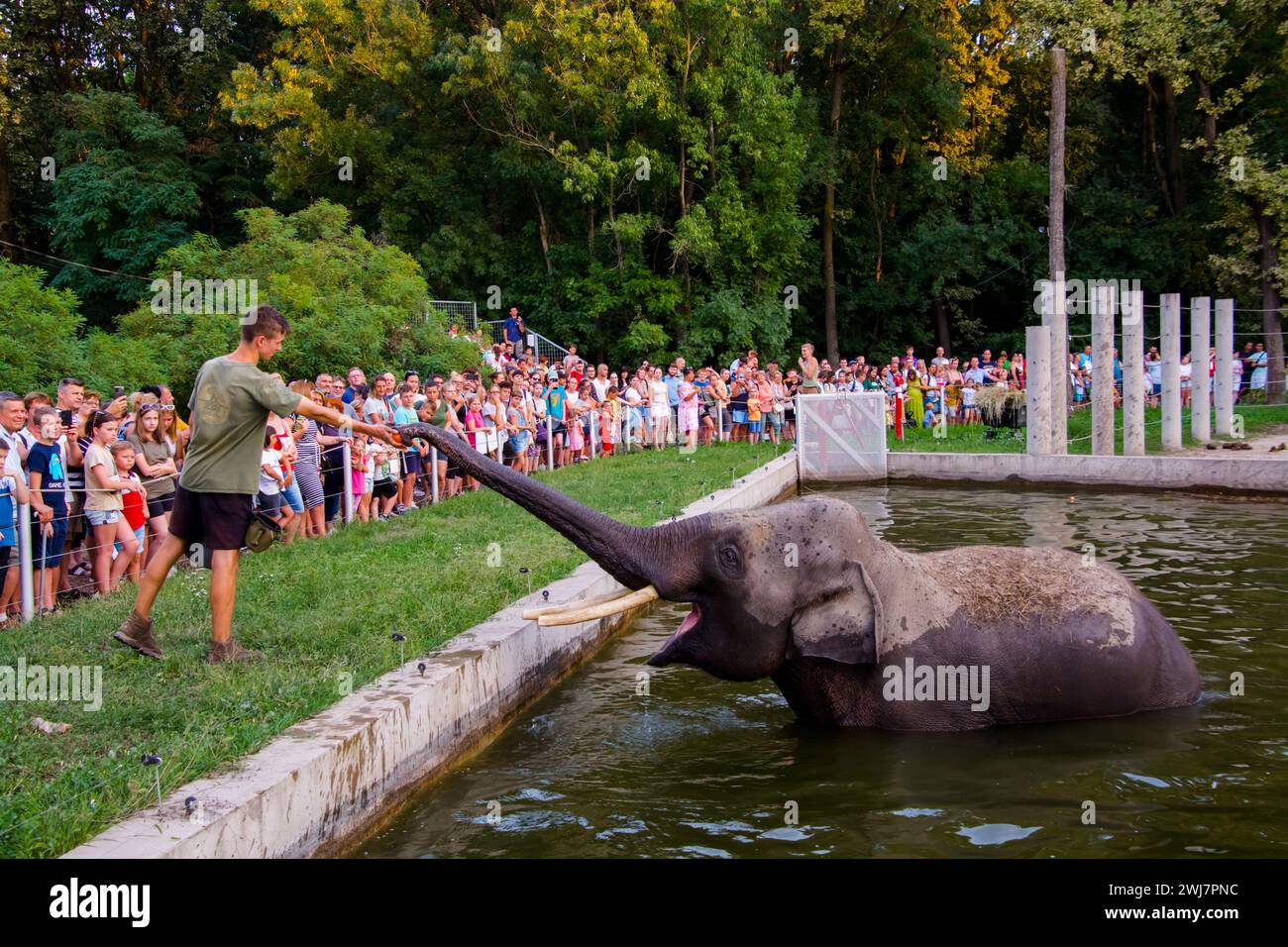 SZEGED, UNGARN - 25. AUGUST. 2023: Asiatische Elefantenfütterung in der Nacht der Zoos im Zoo von Szeged Stockfoto