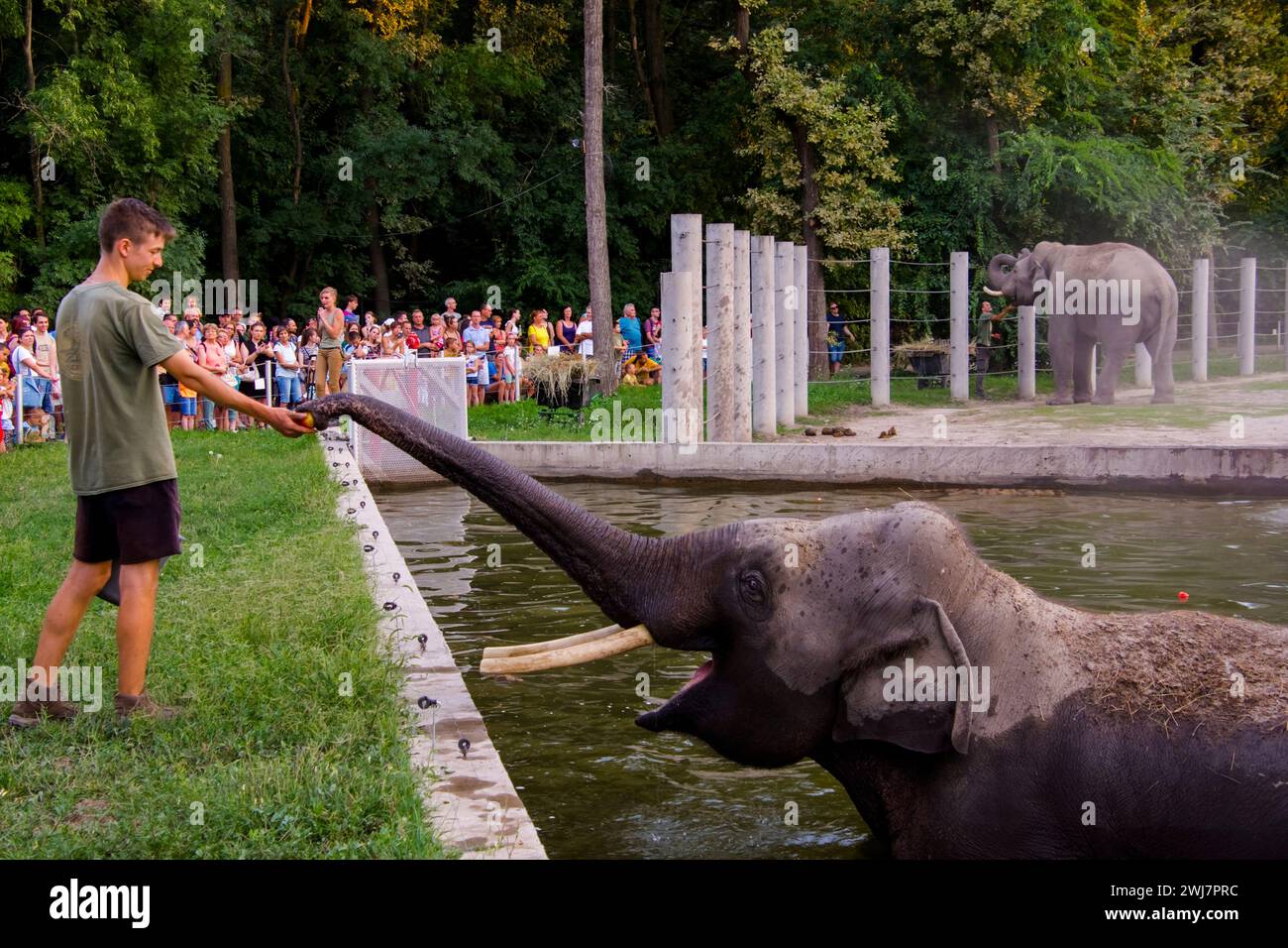 SZEGED, UNGARN - 25. AUGUST. 2023: Asiatische Elefantenfütterung in der Nacht der Zoos im Zoo von Szeged Stockfoto