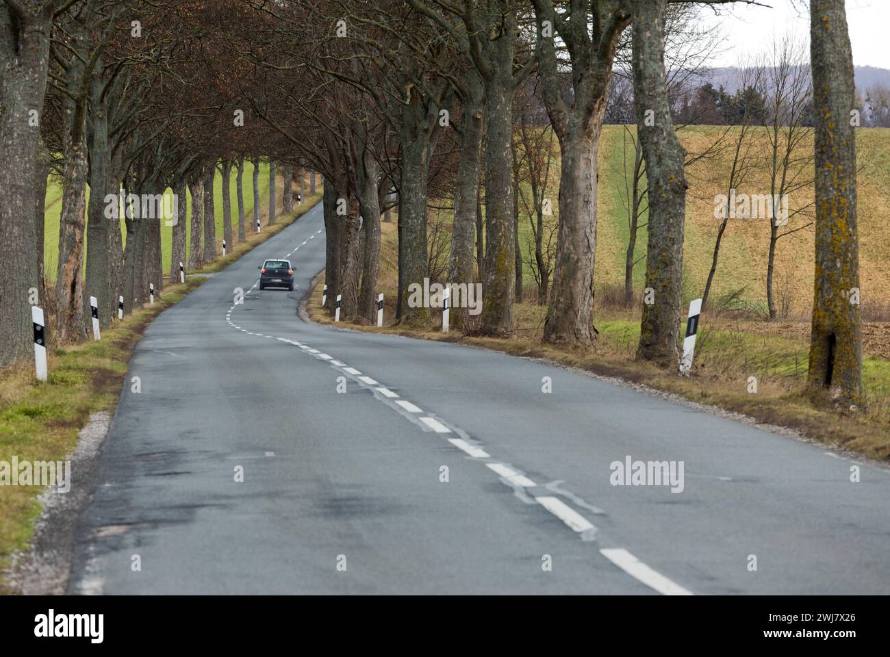 Europa Deutschland Niedersachsen: Straße führt durch eine kurvige Baumallee *** Europa Deutschland Niedersachsen Straße führt durch eine gewundene, von Bäumen gesäumte av Stockfoto