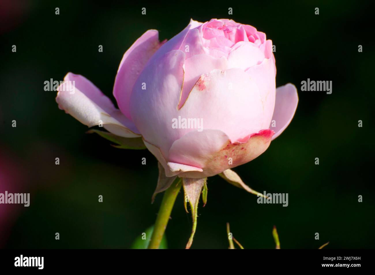 Guy de Maupassant Rose, Erbstück Roses, St. Paul, Oregon Stockfoto
