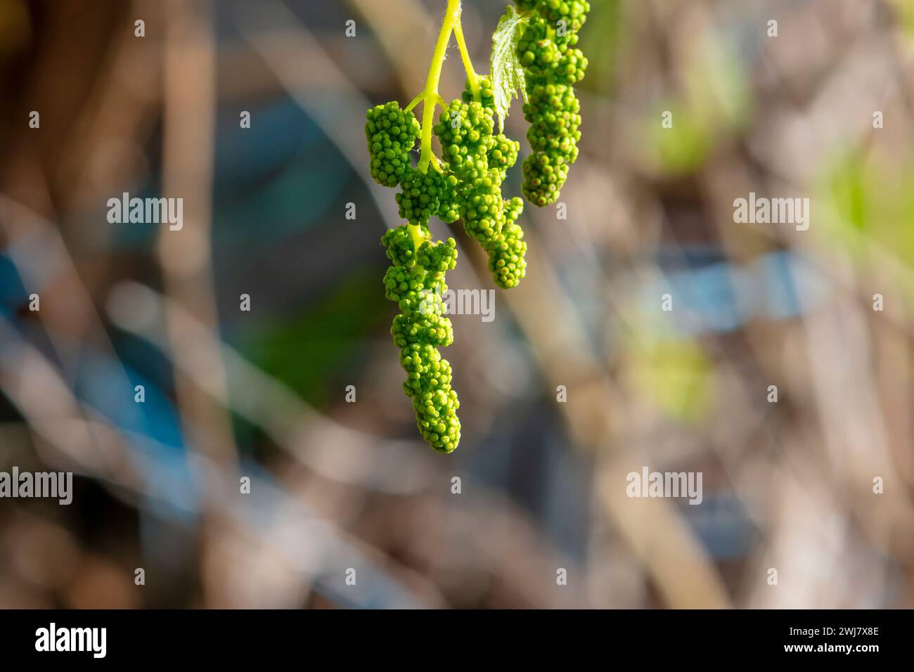 Foto eines Busches kleiner grüner Ziertrauben, die an einer Rebe in einem Garten in den Blue Mountains in New South Wales in Australien hängen Stockfoto