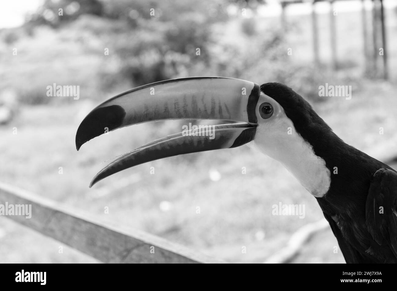 Tukan-Vogel im Freien, Nahaufnahme. Tukanvogel in der Tierwelt. Tukanvogel mit orangefarbenem Schnabel. Foto von Tukanvogel draußen. Stockfoto
