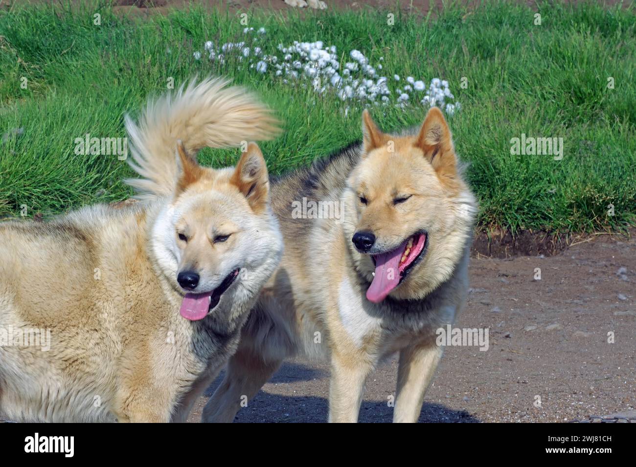 Schlittenhunde vor einer Wiese, Sisimuit, Grönland, Dänemark Stockfoto