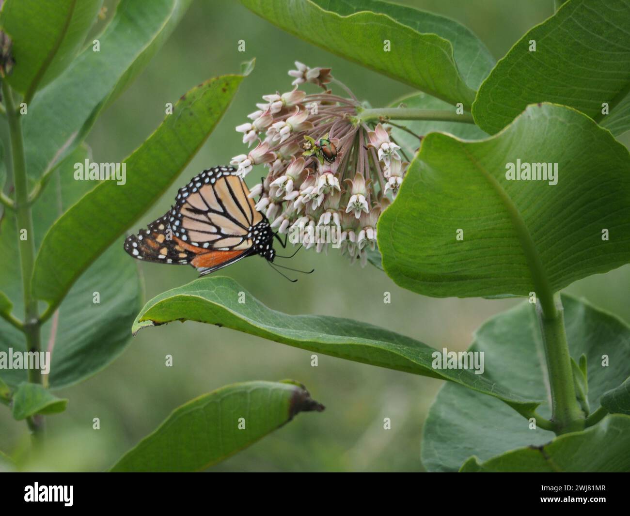 Schmetterling auf leuchtenden Blumen in einem gut beleuchteten Garten Stockfoto