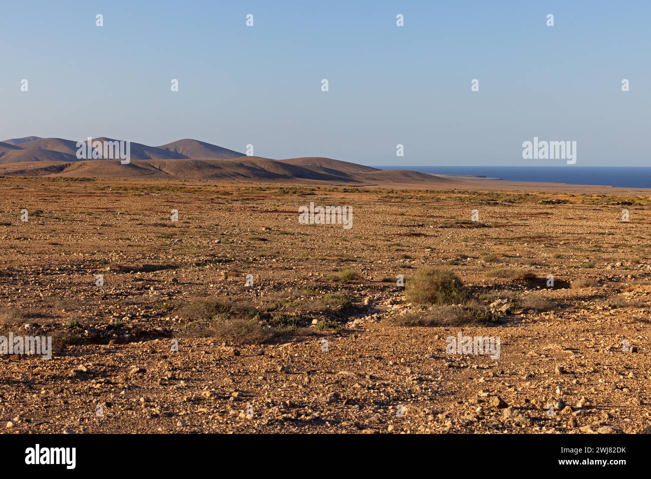 Halbwüste in der Nähe von Tindaya, Fuerteventura, Kanarischen Inseln, Spanien Stockfoto