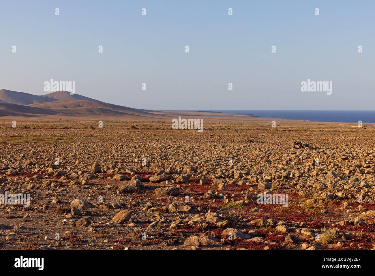 Halbwüste in der Nähe von Tindaya, Fuerteventura, Kanarischen Inseln, Spanien Stockfoto