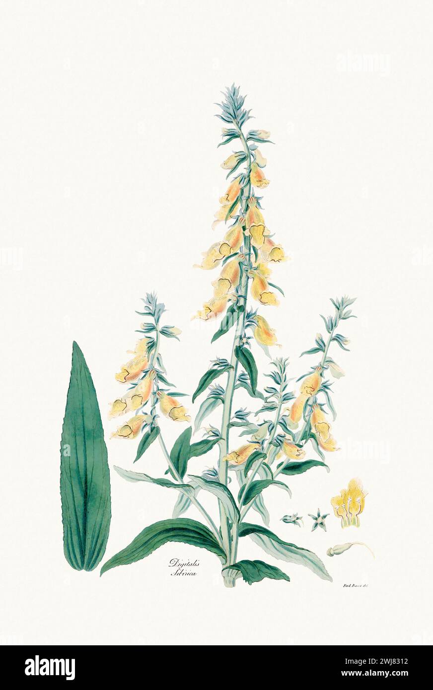 Vintage Foxglove Blume Illustration. Botanische Kunst Um 1820 Stockfoto