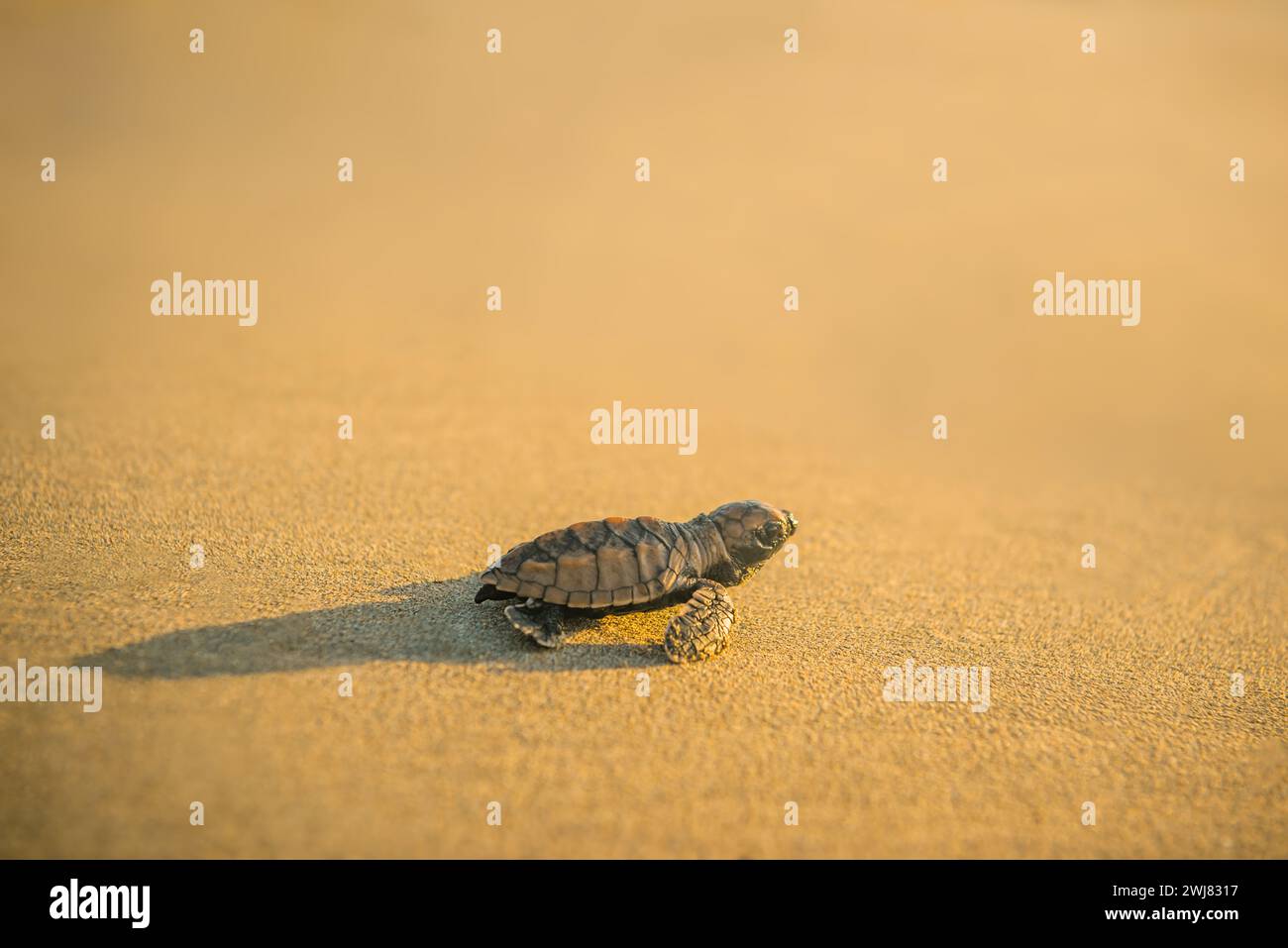 Baby-Lederschildkröte schlüpft in Richtung Strand in Trinidad und Tobago bei Sonnenuntergang Stockfoto